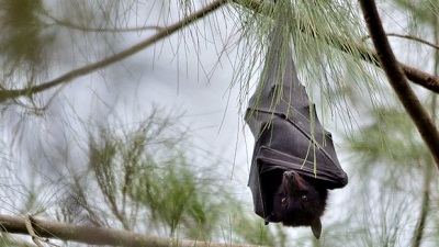 الهام از خفاش برای ارتقاء سیستم ایمنی بدن