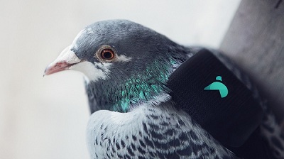 کبوترانی که با کوله پشتی های خود آلودگی هوا را رصد می کنند