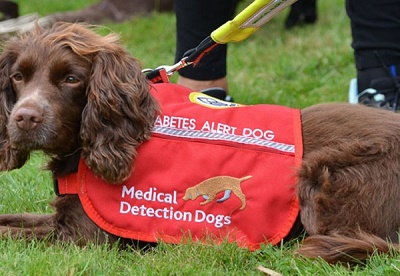 دانشمندان بالاخره پرده از راز تشخیص دیابت توسط سگ ها برداشتند