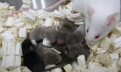 تولد موش های سالم از اسپرم های نگهداری شده در فضا
